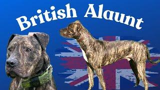 British Alaunt - Darren Gallagher (part 2)