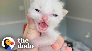 Pocket-Sized Kitten Grows Up To Be A Wild Woman | The Dodo