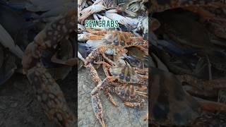 Sea crabs #seafood #fishing #seafoodlover