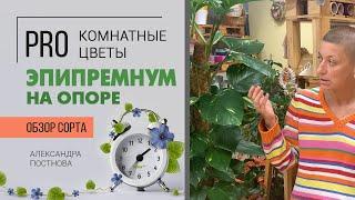 Эпипремнум (он же Сциндапсус) на опоре - в чем отличие от ампельных его собратьев?