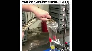 Так собирают змеиный яд