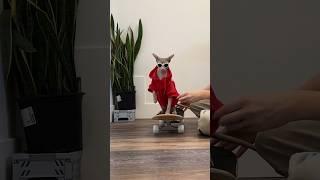 I Taught My Cat How To Skateboard  @openfarmpet #openfarmpartner #shorts #sphynx #pets