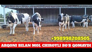 ARZONCHI UKA YORVORDI ️998208505 YANA 70 TA SIGIR KELDI MASHAOLLO