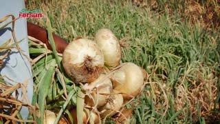 Onion Farmer Pamelitta Dann