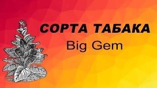 СОРТ ТАБАКА Big Gem. Семена табака.