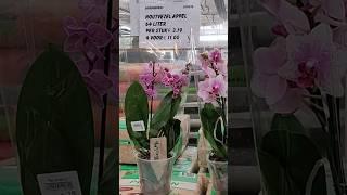 Эти фаленопсисы живут у меня ровно год! #красивыецветы #видыорхидей #orchidea #биглип#пеларгония