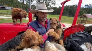 Sid the Airedale Terrier