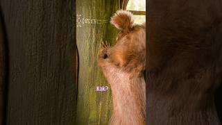 This Squirrel is spiderman! ️ #pets #squirrel #egofilm