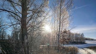 За куницей по болотам и завалам/ охота с молодой лайкой/