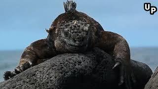 An incredibly unique lizard similar to Godzilla  Marine iguana #bear #shorts #shark #animals