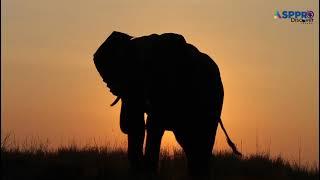 animal world elephant| wildlife animal video | ASP PRO