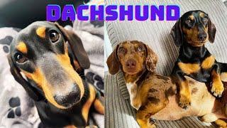 Living With Dachshund Dog Video Dachshund Worldwide  Dachshund Lovers Weiner Teckel Sausage Puppies