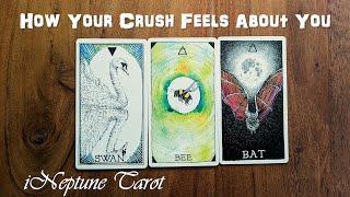 HOW YOUR CRUSH FEELS ABOUT YOU  Timeless Pick a Card Tarot Reading 🃏