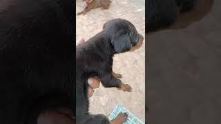 choudhary agro Farm #germanshepheard #doglover #dobberman #barbri goats #mastitime