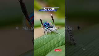 Maratus Peacock Spider ️ #limitless #factzz