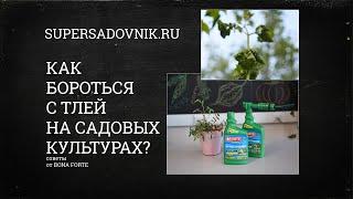 Тля - самый распространенный вредитель сада.  Как с ним легко и быстро справиться?