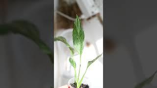 Новенькие гринбро 🪴 Аспарагус как отдельный вид искусства  #plants #растения