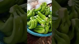 pisang cavendish#kebun #petani #pisang