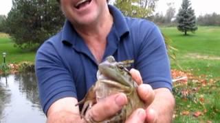 The Crying Bull Frog