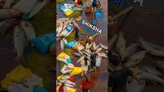 How Does An Entire Village Catch Millions of Fish in China? By Shiksha SQUARE