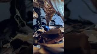 The Poison Dart Frog Reigns Supreme In His Domain #youtubeshort #fyp #dartfrog