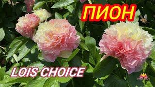 Шикарный розово-персиковый пион LOIS CHOICE / Сад Ворошиловой