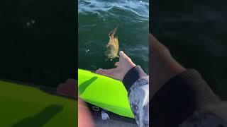 First fish in the tournament 