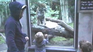 Jaguar Bites Boys