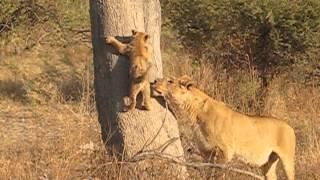 Lion cub and mother reunited.