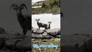 Bighorn sheep #Nature #Wildlife #Hiking #Sheep #GlacierNational #Montana ￼￼#Snow￼