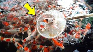 I Selected 20 Beautiful Japanese Koi