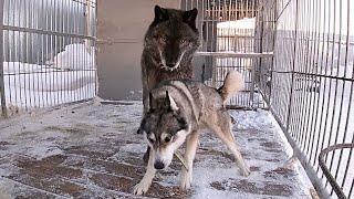 Вязка Волка и Хаски, wolf and husky breeding