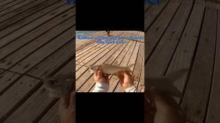 Threadfin (Barbu) Fishing in Aruba!  Exotic Tropical Fish!  #fishing #fish #shorts