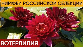 Нимфея. Рассказываем о сортах российской селекции.  Питомник Вотерлилия.ру. Часть 2.