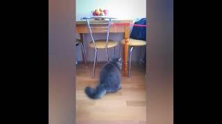 Funny cat  #shorts #short #shortvideo #shortsvideo #cat #cats