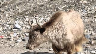 cycling The Karakoram Highway