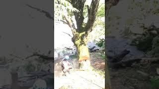 #эвкалипт в столярку