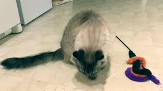 Bludini on Catnip