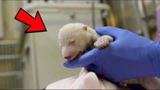 The white bear cub survived thanks to people: what he became