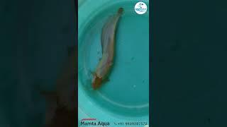 Brown Singhi Fish #fish #fishing #fishfarming #fishingvideo #catfish #fishfarm #catfishing #viral