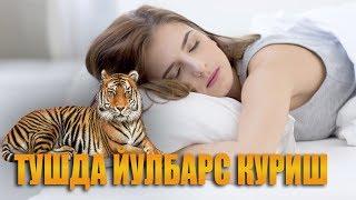 Туш табири - тушда йулбарс куриш