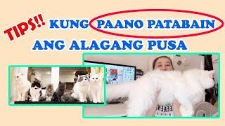 PAANO PATABAIN ANG ALAGANG PUSA II TIPS II SHOUTOUT II CATROPA II KUWAIT