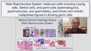 Male Reproduction- Testicular Cells including Leydig Cells, Sertoli and Germ Cells