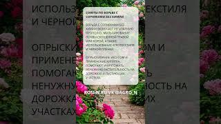 Советы по борьбе с сорняками без химии
