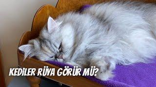 Kediler rüya görür mü⁉️