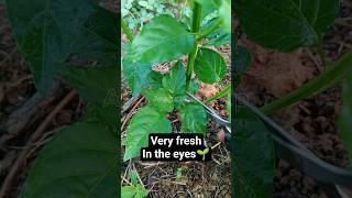 Satisfying | Prune the lower branches of chili plants️ #chiliplants