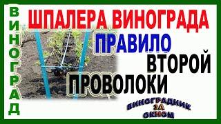  Шпалера для винограда. Какое расстояние для второй проволоки? Зачем нужна вторая проволока?