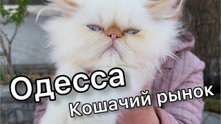 Кошачий рынок | ЛУЧШИЕ породы КОШЕК и КОТОВ | Староконный рынок