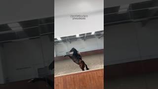 Never  #horse #equestrain #short