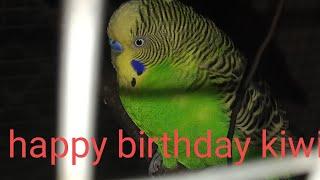 happy birthday kiwi my budgie | soumiki Roy